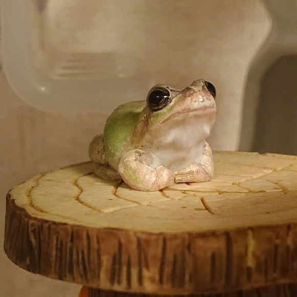 Meet your Posher, Sophia - Picture 1 of 1